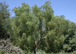 Image result for Schinus molle