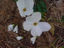 Image result for Eureiandra leucantha