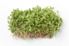 Owning up to its title as a superfood, purslane has a wide variety of vitamins and minerals belonging to its arsenal. Health Benefits Of Purslane Healthguidance Org
