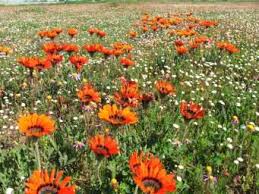 Image result for Gazania krebsiana