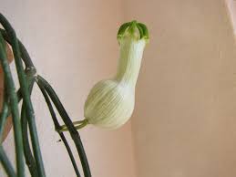 Image result for Ceropegia circinata