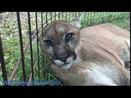 Cougar Sounds 49 Seconds Youtube
