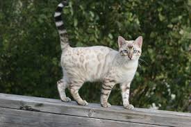 Check spelling or type a new query. White Cat With Black Leopard Spots Novocom Top