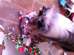 Drop it!' this will only teach her that 'drop it' is the noise you make while playing, he notes. Important How To Teach Your Dog To Leave Or Drop Something