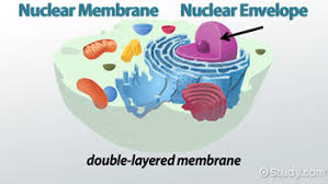 Maybe you would like to learn more about one of these? Nuclear Membrane Definition Functions Video Lesson Transcript Study Com
