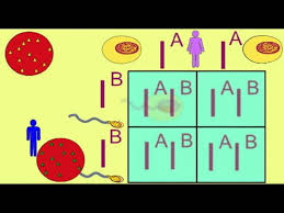 This video has a handout: Genetics1 Codominance And The Inheritance Of Blood Type Youtube