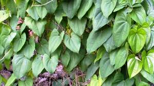 Image result for Dioscorea alata