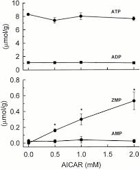 Luis miguel barbosa huerta, reconoció la actuación de la fiscalía general de la república, en la detención del gober precioso. Aica Riboside Increases Amp Activated Protein Kinase Fatty Acid Oxidation And Glucose Uptake In Rat Muscle American Journal Of Physiology Endocrinology And Metabolism