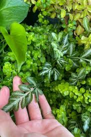 Image result for Pteris burtonii