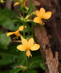 Image result for Barleria ameliae