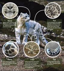 Physical Features Snow Leopard Trust Snow Leopard Facts Leopard Facts Snow Leopard