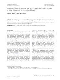 Image result for Eriocaulon afzelianum