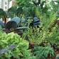 Introduction to Growing Herbs event image
