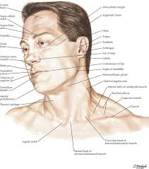 Head & neck anatomy 2019. 1 Head And Neck Basicmedical Key