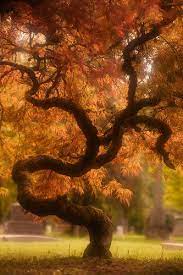 Japanese Maple Jujitsu Unique Trees Beautiful Nature Nature Tree