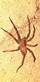A aranha armadeira chega a 15 cm de comprimento (contando as patas) e é agressiva. Phoneutria I Found It On My Street Near The Atlantic Forest Brazil I Ve Seen Many Of Them Like 15 Here We Call Aranha Armadeira Spiders
