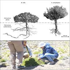 Image result for Oreophyton