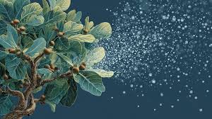 Image result for Ficus wakefieldii