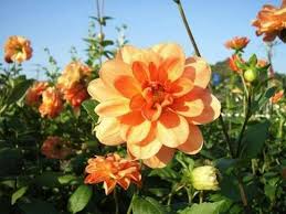 Pin By Rajiyashekh400 On Flowers Flowers Flower Field Dahlia