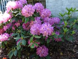 Rhododendron Rhododendron Beware Rhododendron Plant Diseases Big Blooms