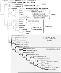 Image result for Balthasaria schliebenii