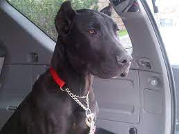 Donovan Pinscher Aka Canis Panther Canis Dog List Pinscher