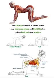 The cat (felis catus) is a domestic species of small carnivorous mammal. There Are Many Benefits In A Love Your Pilates Body Facebook