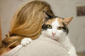 And even hedgehogs have toe beans. Are Cats Ticklish 7 Areas To Check Cat Checkup
