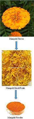 We did not find results for: Ecofriendly Marigold Dye As Natural Colourant For Fabric Intechopen