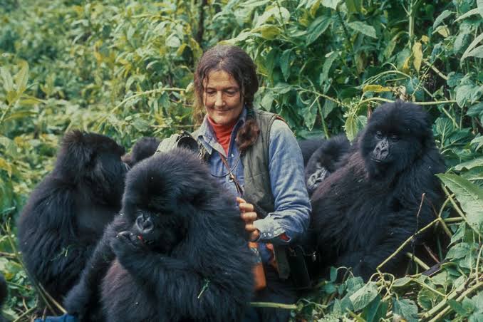 Gorilla trekking in Bwindi: Peak Season Classic: Entebbe to Bwindi