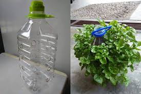 Dengan menanam sayur bayam sendiri. Cara Tanam Bayam Brazil Dalam Bekas Botol Plastik Yang Super Cool Cukup Mudah Dapat Jimat Ruang Petua Ibu