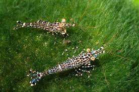Poso Rock Shrimp Freshwater Aquarium Shrimp Aquarium Fish Shrimp