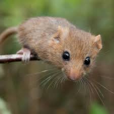 Other animals in the uk that you know and love are facing difficulties, too. Quarter Of Native Uk Mammals At Imminent Risk Of Extinction Wildlife The Guardian