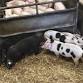 Store %26 Breeding Pigs Sale event image