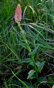 Image result for Disa fragrans
