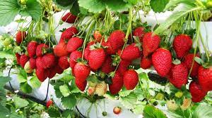 How To Grow A Lot Of Strawberries Strawberry Plants Growing Strawberries Strawberry Bush