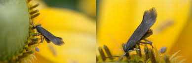 Image result for Scythris crypta