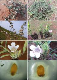 Image result for Lepidagathis scariosa