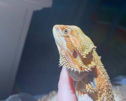 How Long Can A Bearded Dragon Go Without Heat The bearded dragon, bernardsville, nj.