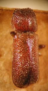 Image result for Micractis bojeri