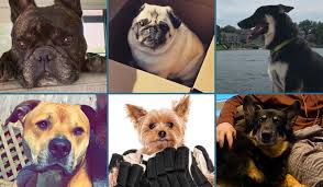 Download the latest version of our web gallery. The Definitive Ranking Of The Canucks Pups Dogs And Good Bois Vancouver Is Awesome
