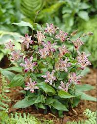Flowering Perennial Toad Lily Plants Lily Plants Lily Flower Seeds Tree Lily