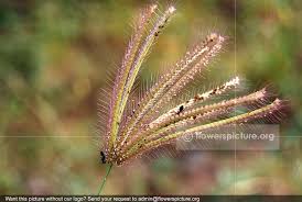 Image result for Chloris pilosa