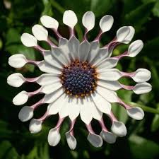 Image result for Osteospermum