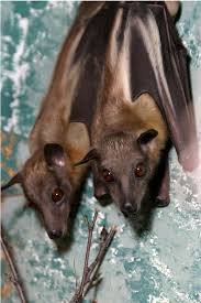 Hanging Little Brown Bats Colorado Google Search Native American Shaman Sports Drawings Bat