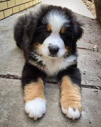 This hardy breed thrives in cold. Adorable Bernese Mountain Dog Puppies For Sale Home Facebook