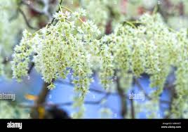 Image result for Homalium