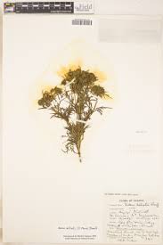 Image result for Bidens elliotii