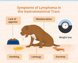 Lymphoma In Dogs Canna Pet
