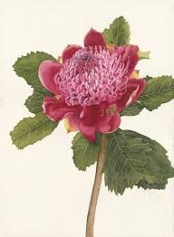Warratah Flower Watercolour By Jane Blundell Australian Artist Flower Art Watercolor Flowers Flower Drawing